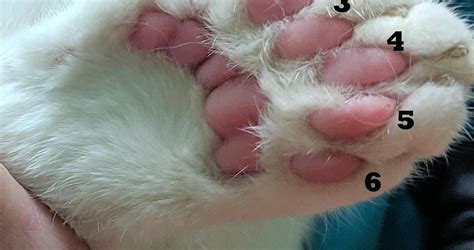 quantos dedos tem um gato
